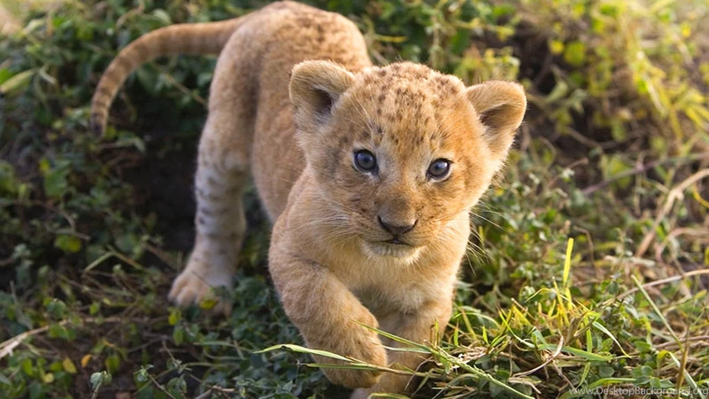 Animal wallpapers cute lion cub wallpaper 31330