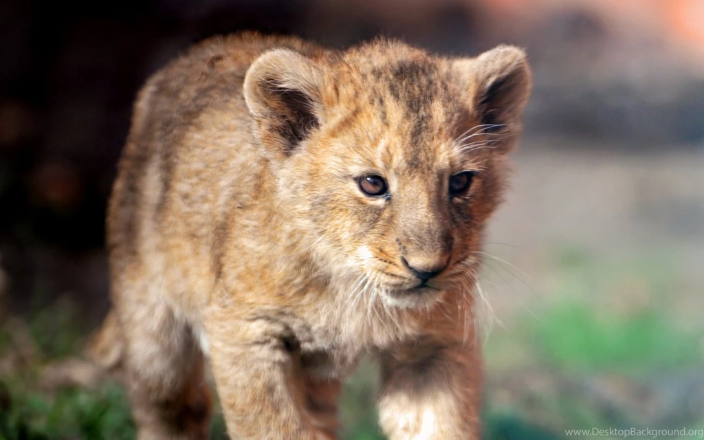 Cute Lion Cub Lion Cubs Wallpapers (36286253) Fanpop