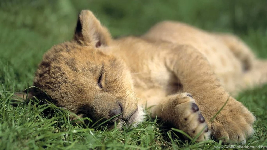 Mountain Lion