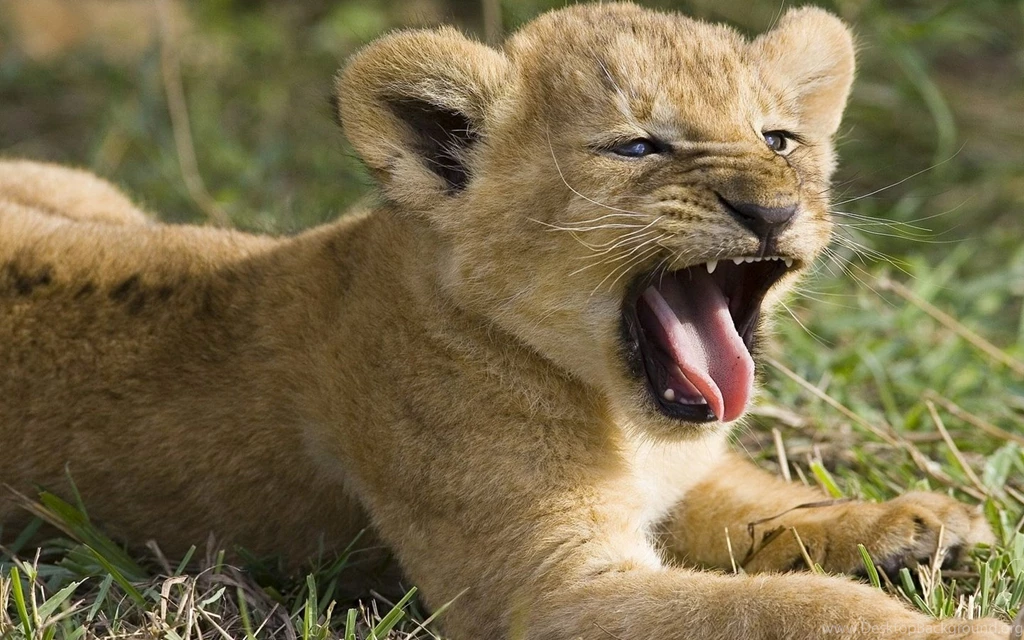 Cute Lion Cubs Wallpapers