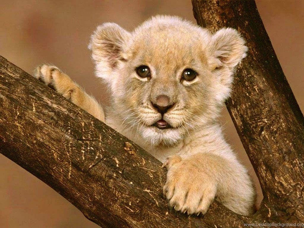 30 Undomesticated Lion Wallpapers