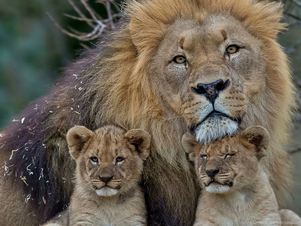 Lion Family Cute Animal Wallpapers