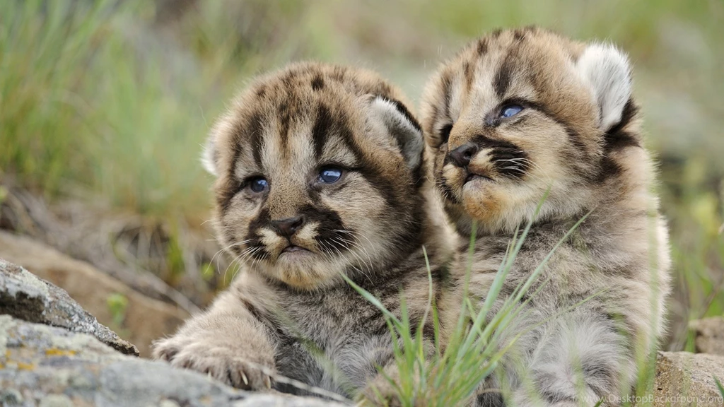 857378 Mountain Lion Wallpapers