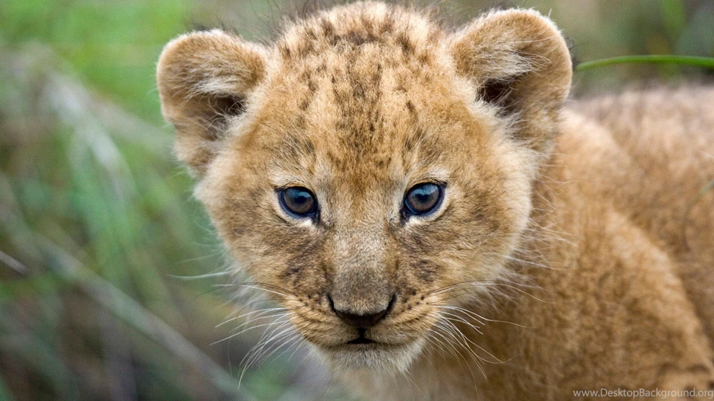 Cute Lion Child Love To His Mother Lion HD Wallpapers