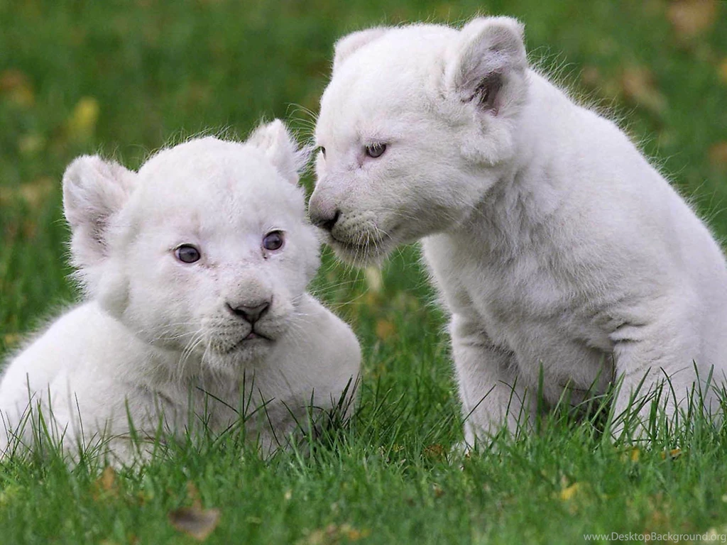 Cute Baby Lion Wallpapers