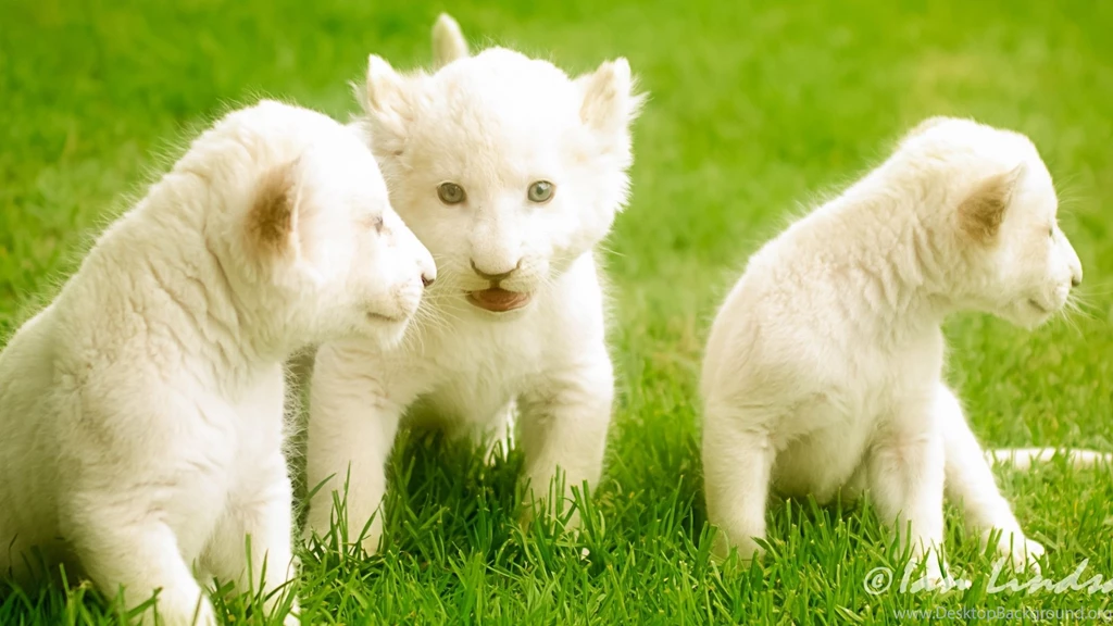 White Lions Wallpapers Wallpapers Cave