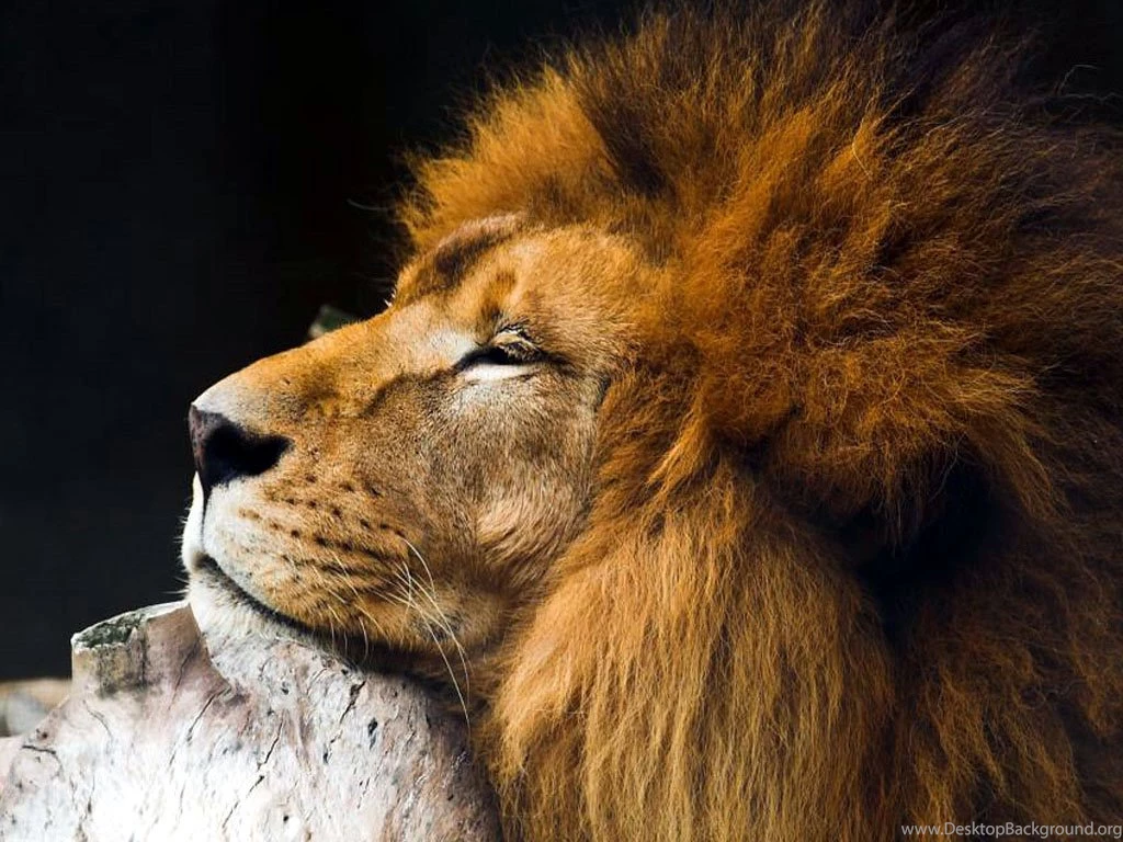 Animals Photography Beautiful Animals Wallpapers