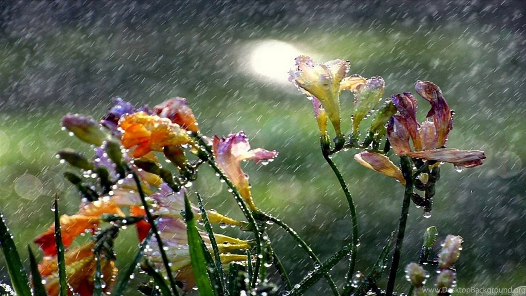 Full Hd Widescreen Wallpapers 1080p HD Widescreen Wallpapers