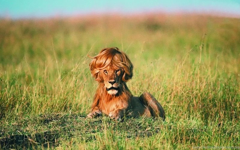 10 Best And New Lion Pictures Best & New