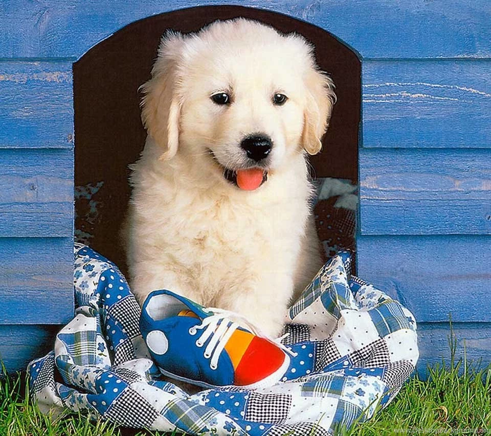 Cute Dog Flikie Wallpapers