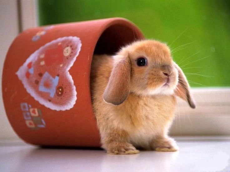 Wallpapers For > Cute Bunny Wallpapers Iphone
