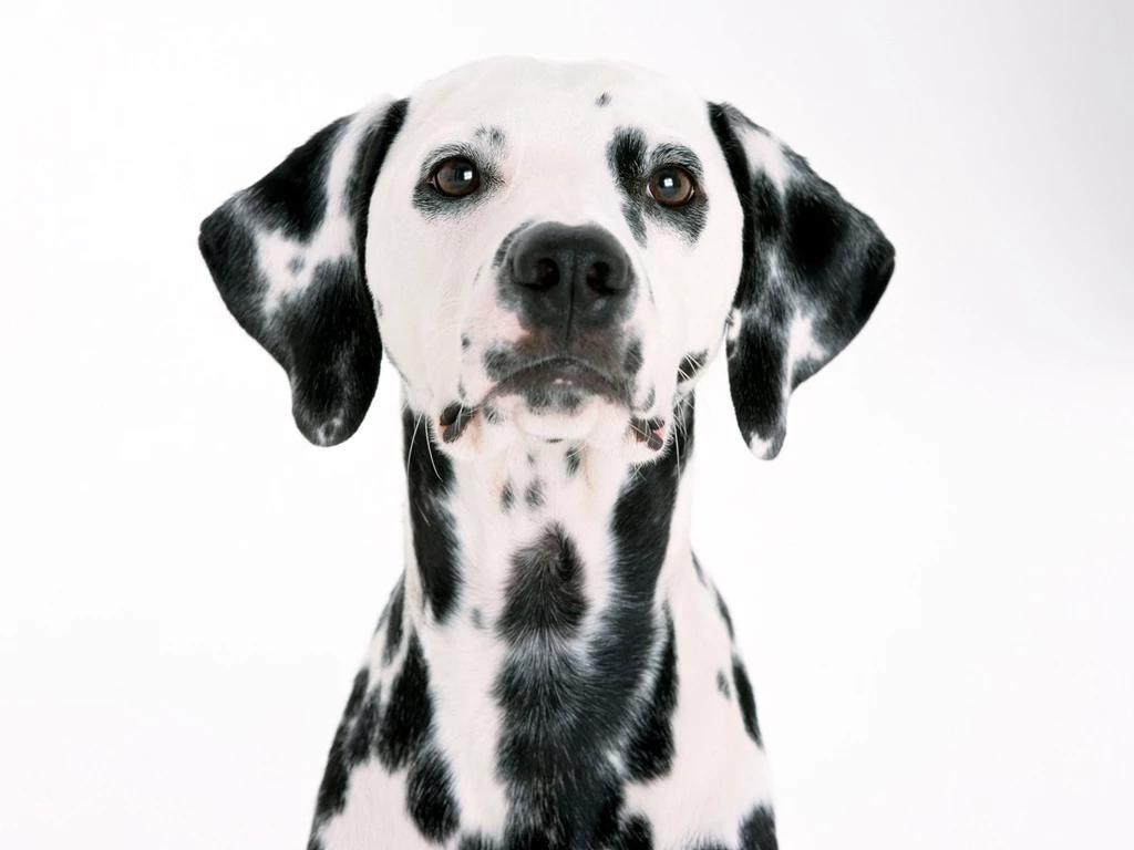 Wallpapers Dog