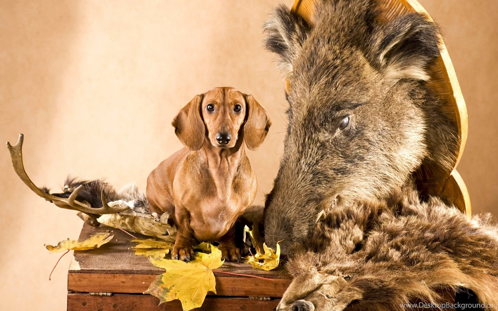 Dogs: DOG ANIMALS DOGS ANIMAL Wallpaper Backgrounds Free For HD 16 ...