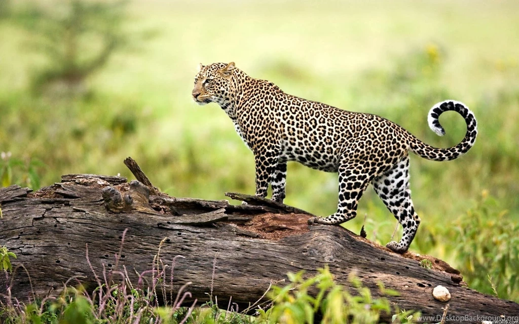 Free Wild Life Animals Wallpaper Backgrounds