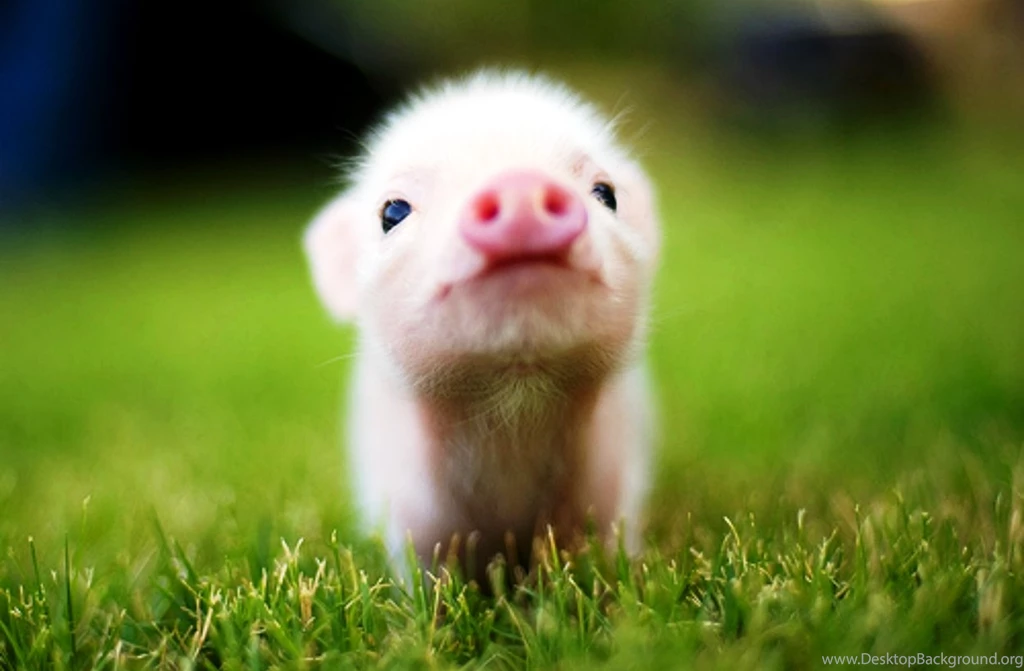 Cute Baby Animal Wallpapers Wallpapers Zone