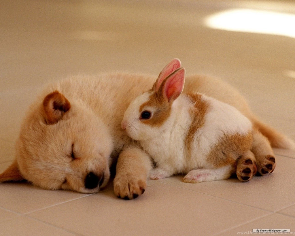 Baby Animal Wallpapers Free Large Images