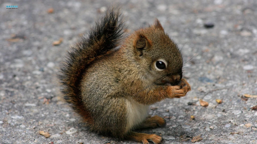 Baby Animal Backgrounds Wallpapers Cave