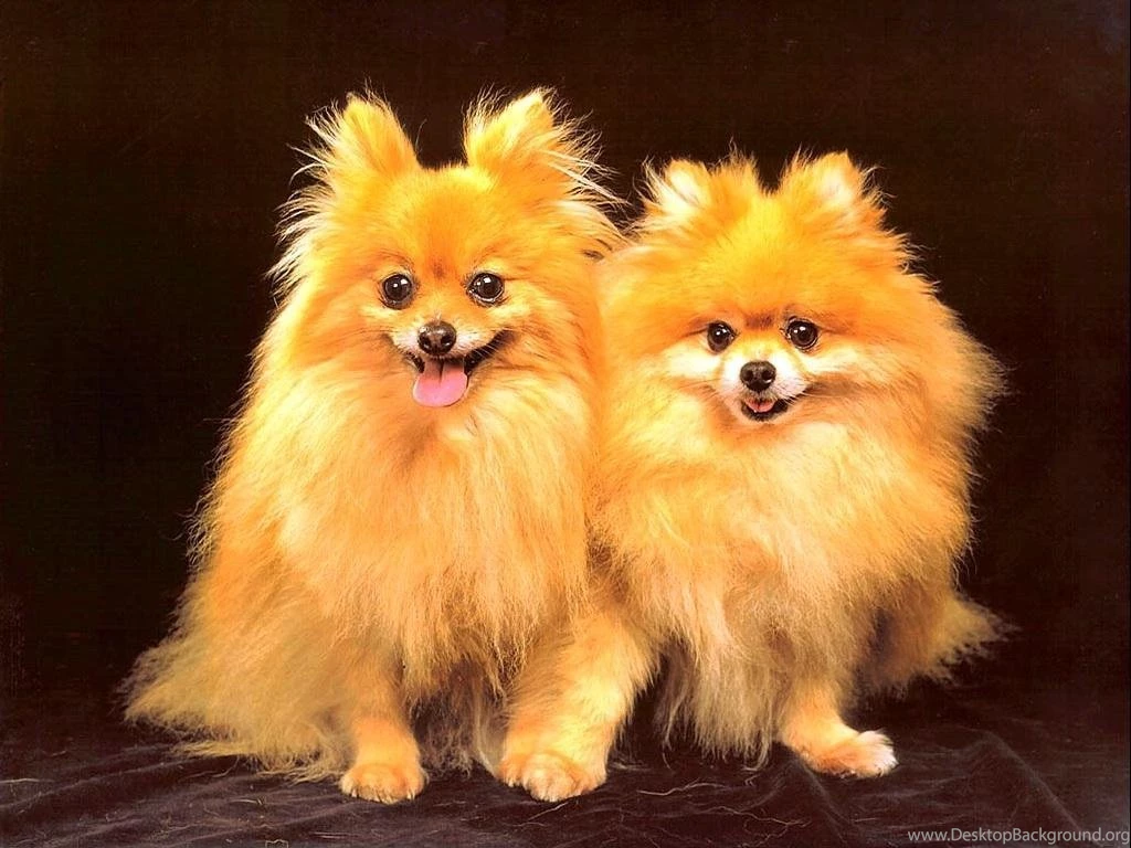 50 Cute Pictures Of Dogs And Puppies