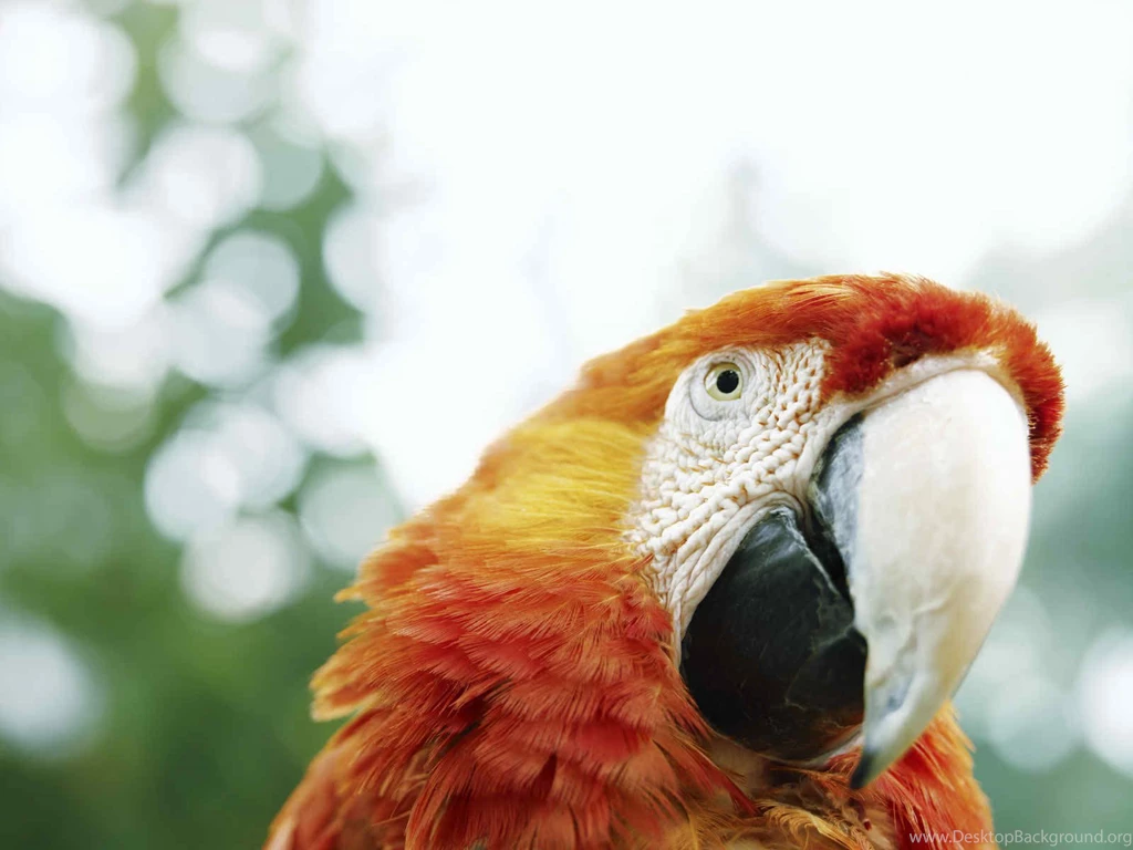 Beautiful Birds HD Wallpapers HD Wallpapers POP