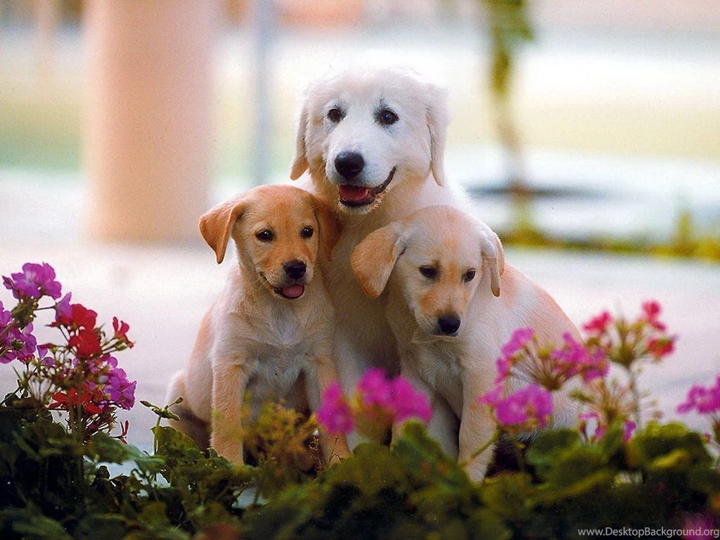 Cute Dog Wallpapers