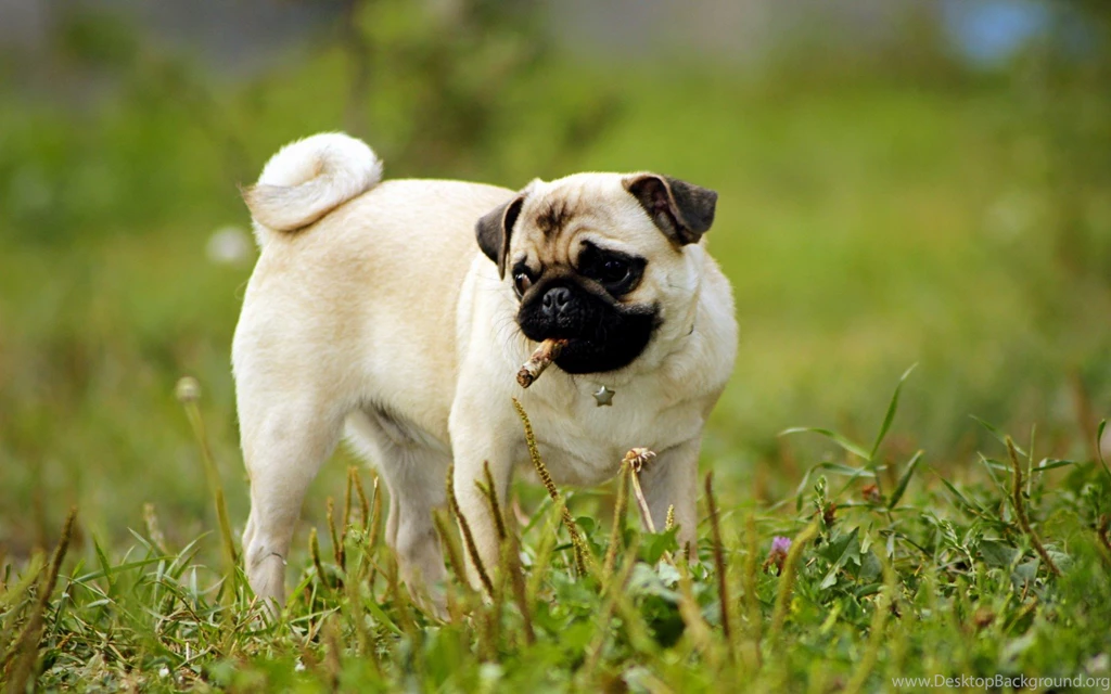 HD Free Canine Wallpapers HD Images New