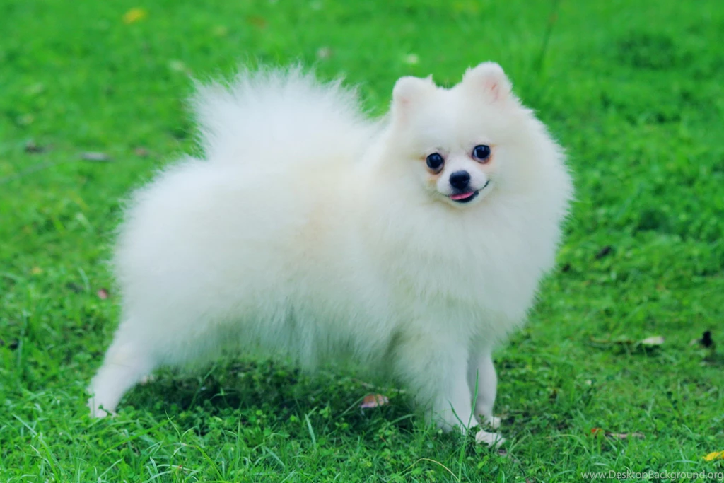 Animal, Pomeranian, White, Dog, Widescreen, High, Definition ...