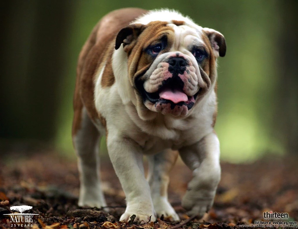 Download Dog Wallpapers PetPictures