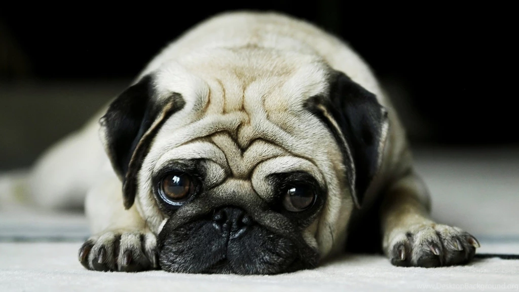 Cute Dog Wallpapers HD