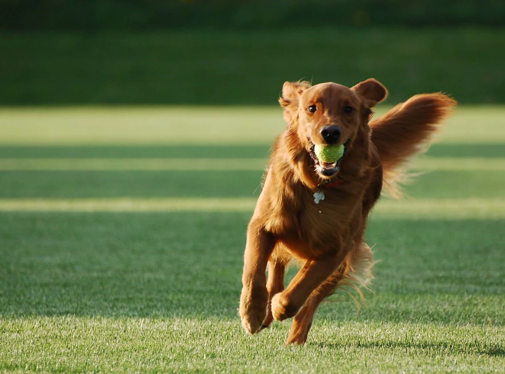 Dog Training Hd Wallpapers