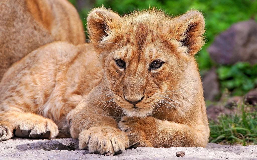 Baby Animal Wallpapers HD