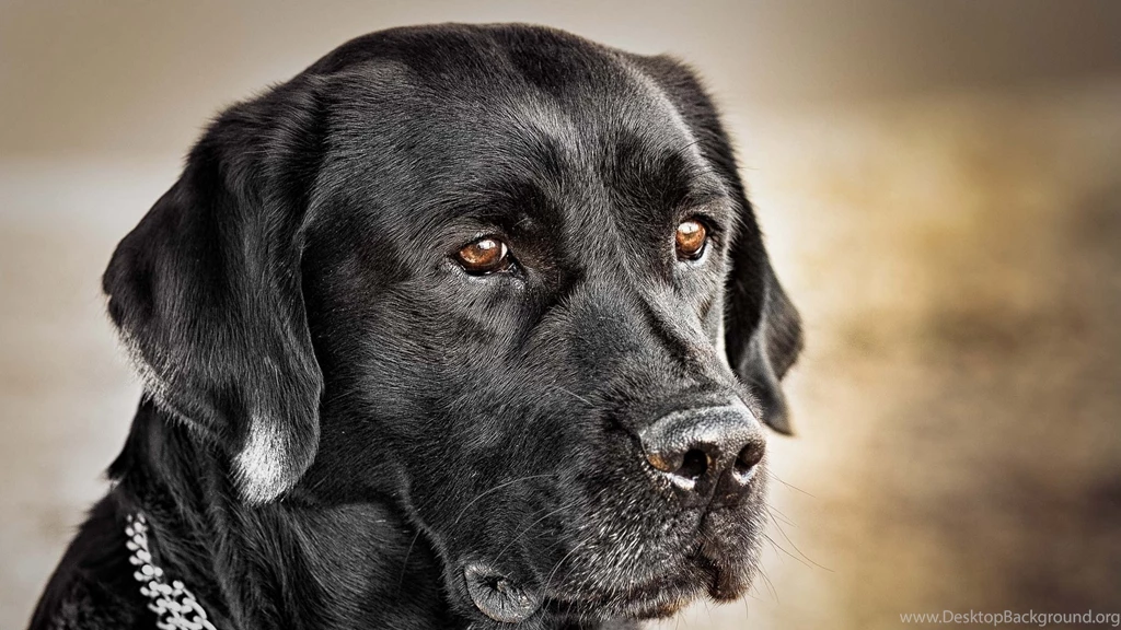 Dog Hd Wallpapers 0303