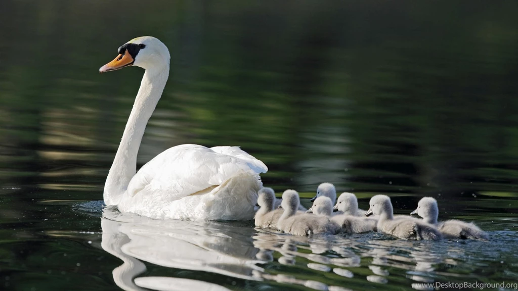 Baby Animal Wallpapers 1080p