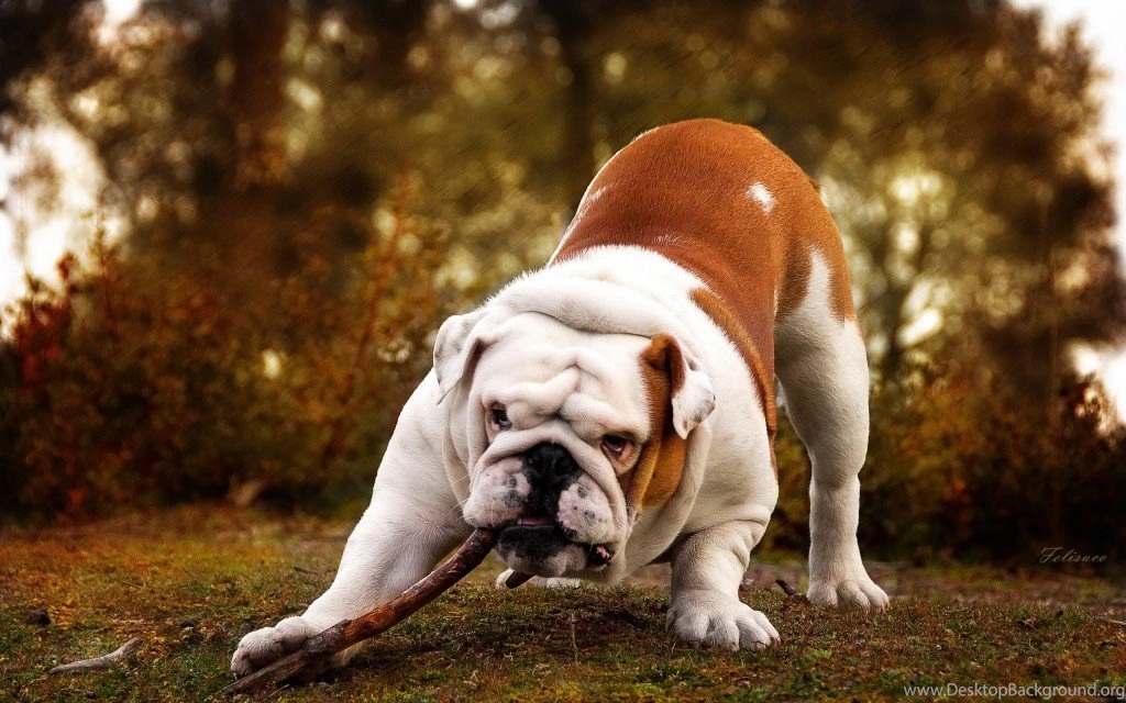 WALLPAPER HD Dog Playing With Stick Hd Wallpapers