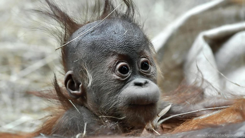 Adorable Baby Animal Images 3d Hd Pictures.