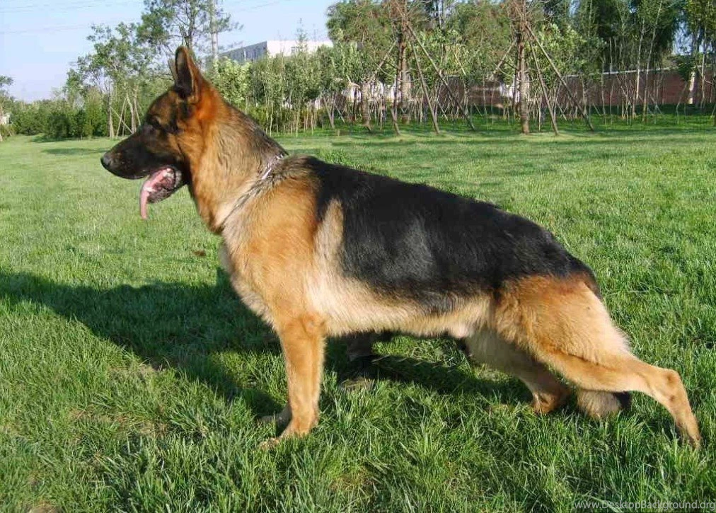 German Shepherd Dog HD Wallpapers