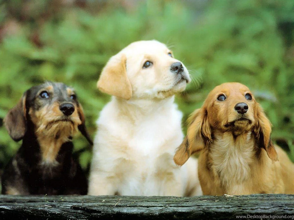 Dog wallpapers