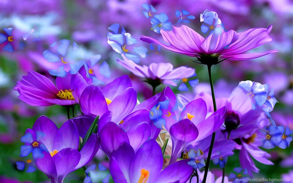 Purple Flowers Blooming HD Wallpapers For Desktop & Mobile