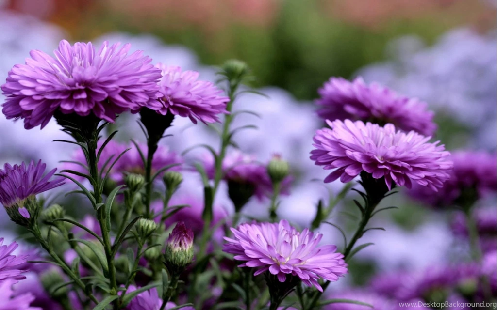 Purple Flowers In Garden Wallpapers For Desktop And Mobie