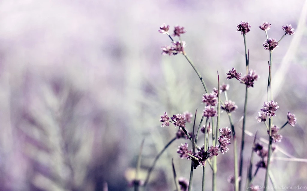 Daily Wallpaper: Little Purple Flowers