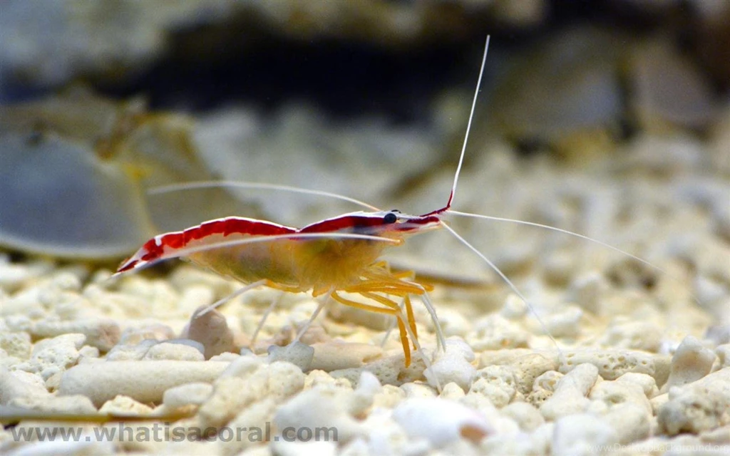 What Is A Coral ? Wallpapers 444 Lysmata Amboinensis ((en) Northern ...