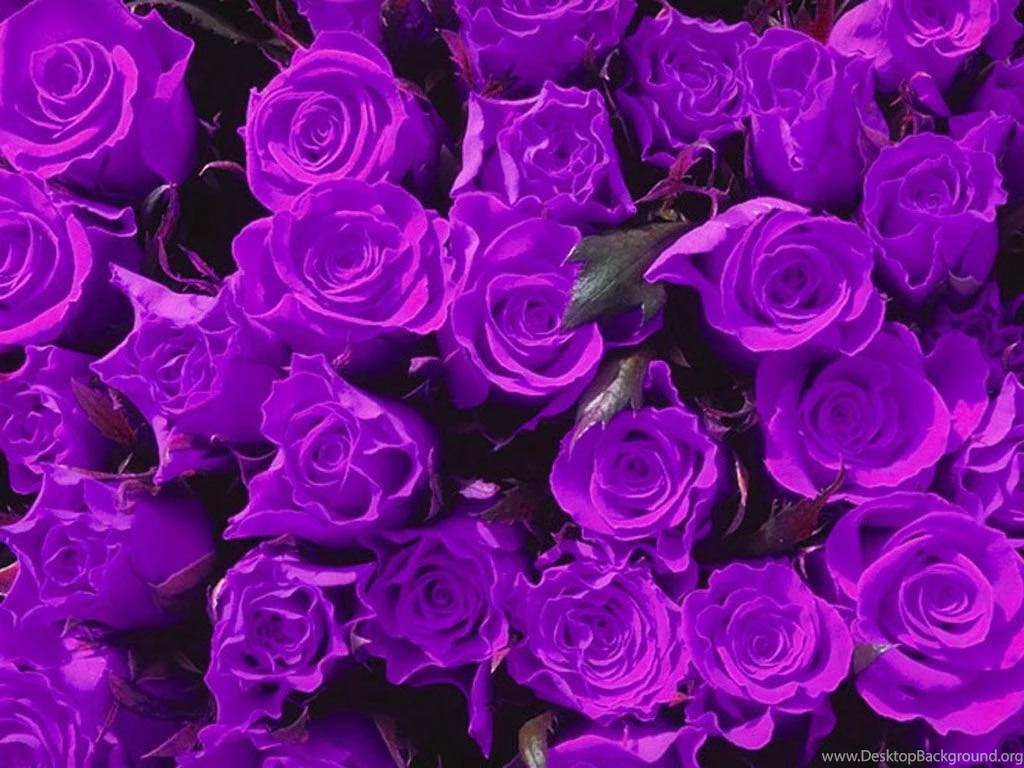 Violet Flower Images And Wallpapers Download