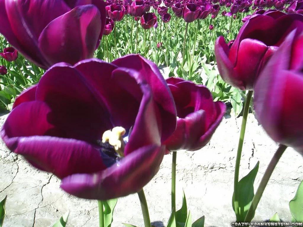 Tulips Flower Wallpapers Crazy Frankenstein