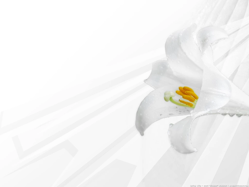 Mariacandelaria: Spring Clean Wallpapers