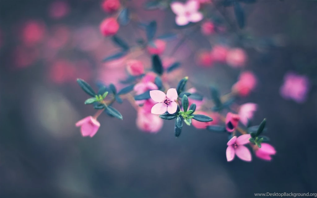 Backgrounds Macbook Wallpapers Zone