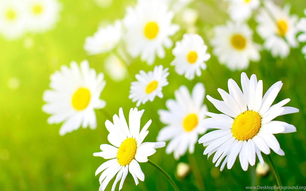 Flower Wallpapers For Walls