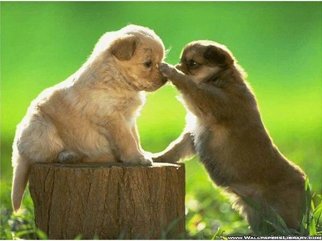 Super Cute Puppy Pictures Desktop Backgrounds