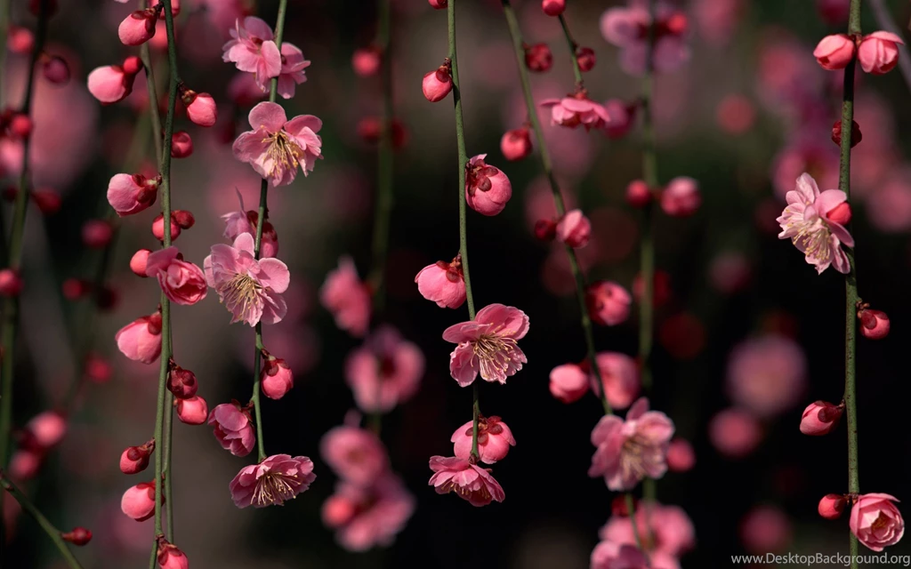 Spring Flowers Windows 8 And 8.1 Wallpapers