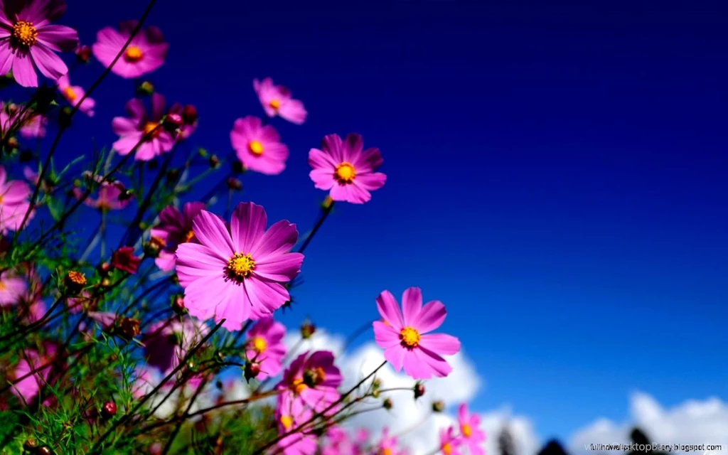 Wallpapers For Computer Desktop