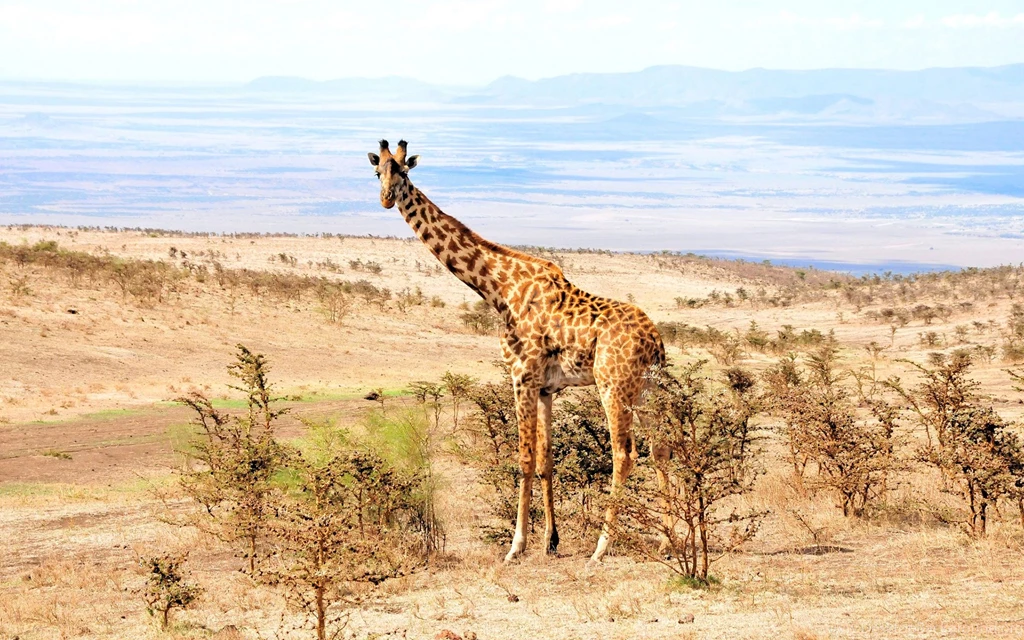 Giraffe Africa Landscapes Wallpapers