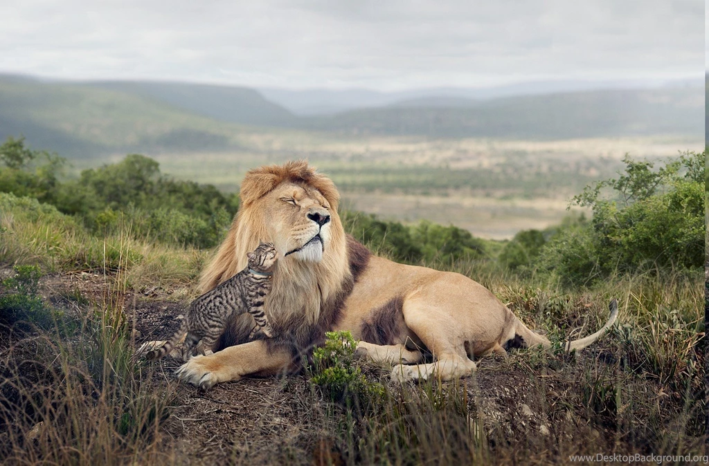 Lion, Nature, Grass, Ocelots, Hill, Landscape, Africa, Hugging ...